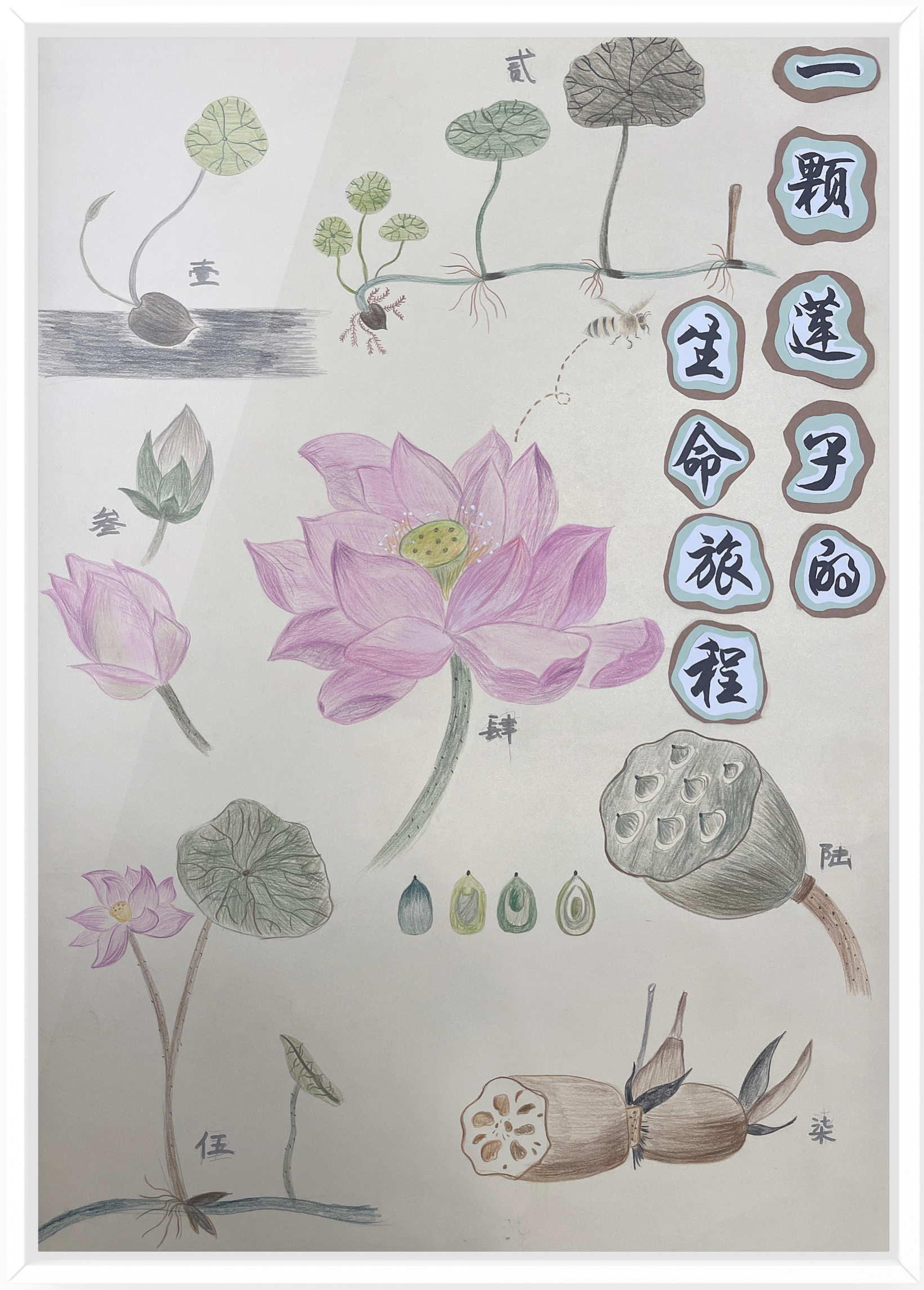 《一颗莲子的生命旅程》（作者：朱水铮、吴梦霁、张婷）.png